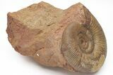 Jurassic Ammonite (Parkinsonia) Fossil - Sengenthal, Germany #211139-1